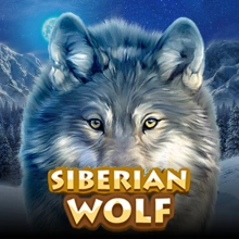Sibirischer Wolf
