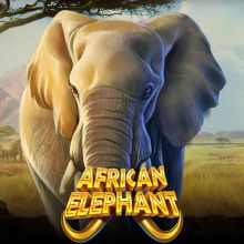 Elefante africano